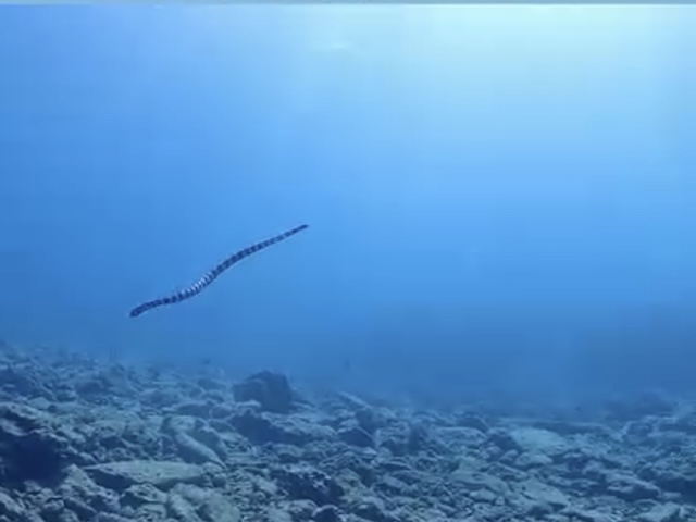 水面に向かった泳いでいくウミヘビ