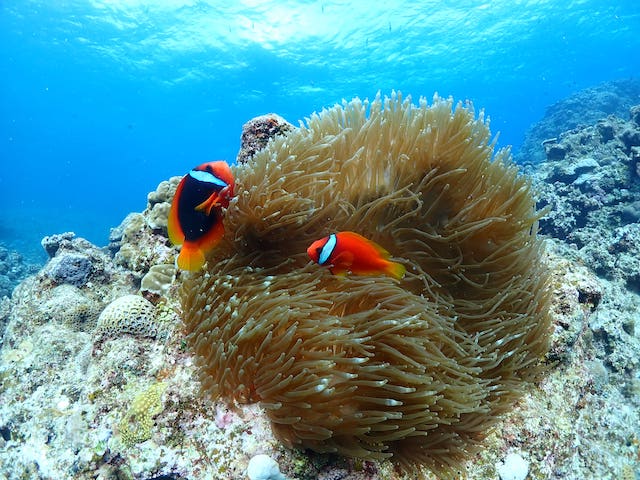 沖縄で見れるクマノミの水中写真