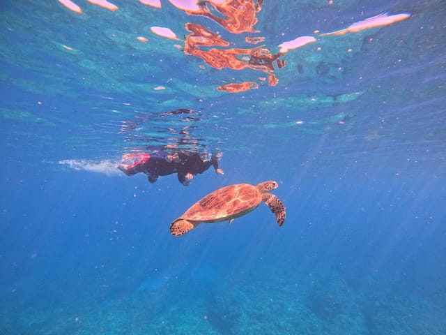 沖縄でウミガメと一緒に泳ぐツアー