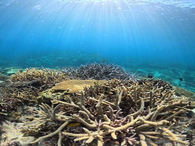 サンゴが沢山いる沖縄の海の世界