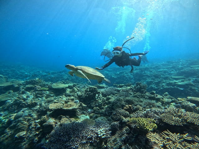 慶良間諸島でウミガメと一緒に泳ぐ体験ダイビングツアー