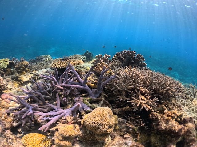 カラフルなサンゴが沢山の慶良間諸島の海