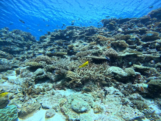 春休みの慶良間諸島の透明度の高い海とシュノーケリングポイント