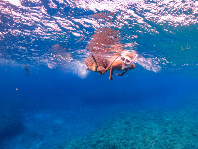 沖縄の海でウミガメと一緒に泳ぐシュノーケリングツアー