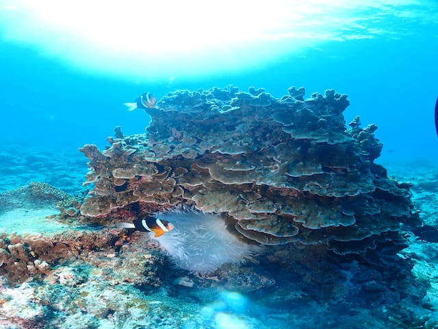 サンゴが沢山いる慶良間の水中世界