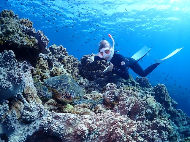 慶良間の海でウミガメと泳げるスキンダイビングツアー