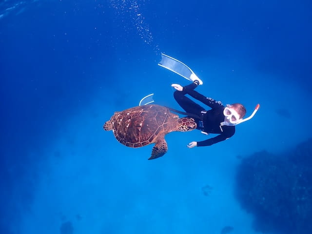 慶良間の海でウミガメと一緒に泳いでる写真