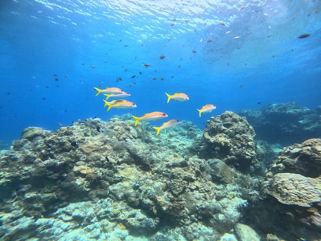 カラフルなサンゴ礁の周りを泳ぐ綺麗な魚がいっぱいいる慶良間の水中世界