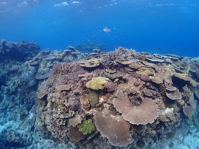 サンゴがいっぱいの慶良間の水中世界