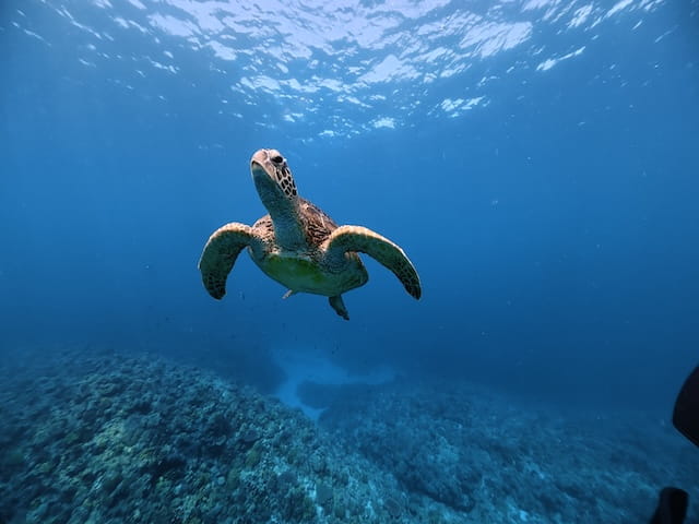 沖縄の海でシュノーケリング中にウミガメと遭遇