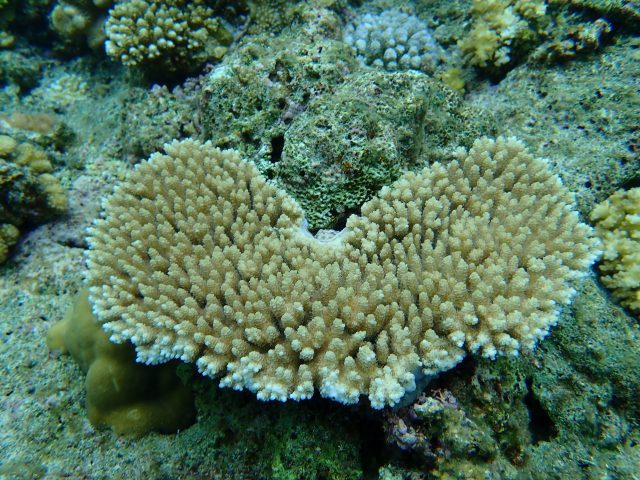 サンゴってなんでカラフルなの 沖縄でダイビングなら貸切専門店のソルキスへ