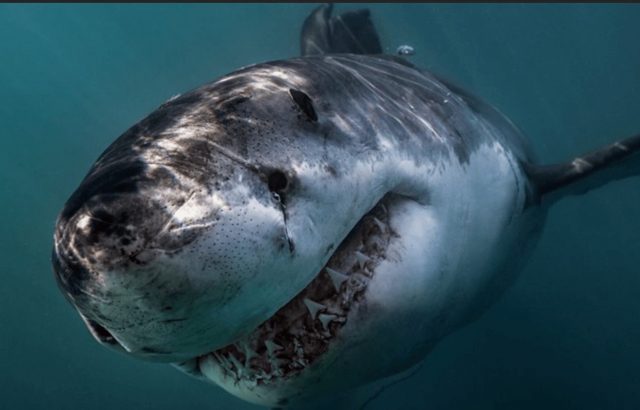 ダイビング中にサメにあったらどうする 沖縄でダイビングなら貸切専門店のソルキスへ