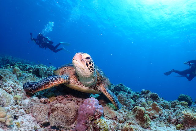 慶良間でウミガメと会えるダイビングツアーの写真